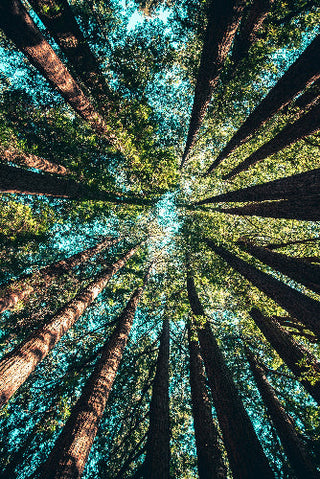 View from the ground looking up at tall trees in a forest